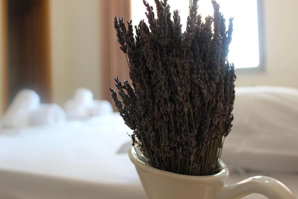Lavandula Ring Tiranë Eksteriør bilde